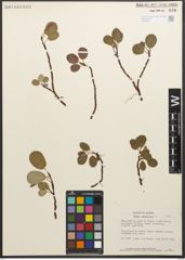 Foto von Salix reticulata L.